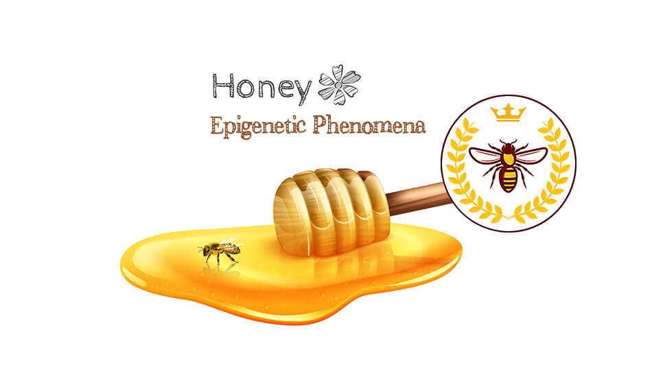 اپی ژنتیک, بازسازی سلولی, پروتئین ملکه ساز, زنبور عسل, کازمتیک, ژل رویال, رویالاکتین, دوپینگ سلولی, محصولات ضد پیر پوستی, صنعت کازمتیک .