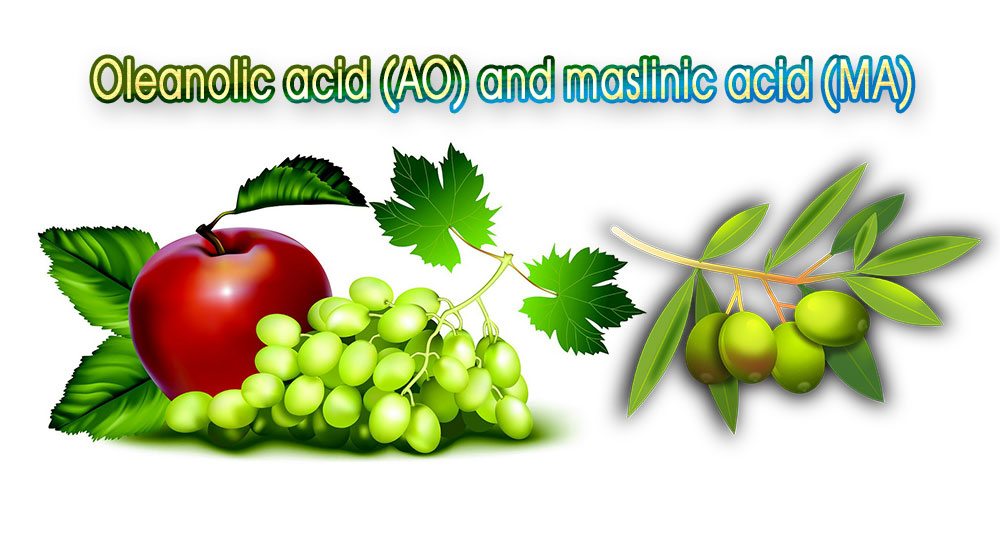 اولئانولیک اسید و ماسلینیک اسید (Oleanolic acid (AO) and maslinic acid (MA از تركيبات تري ترپنوئيدی و از مواد تشکیل دهنده پوست برخی از میوه جات از جمله زیتون و انگورهای سفید و قرمز و سيب هستند.